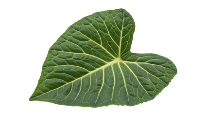 Obraz premium Isolated Nasturtium leaf with textured veins, organic garden ingredient in studio shot