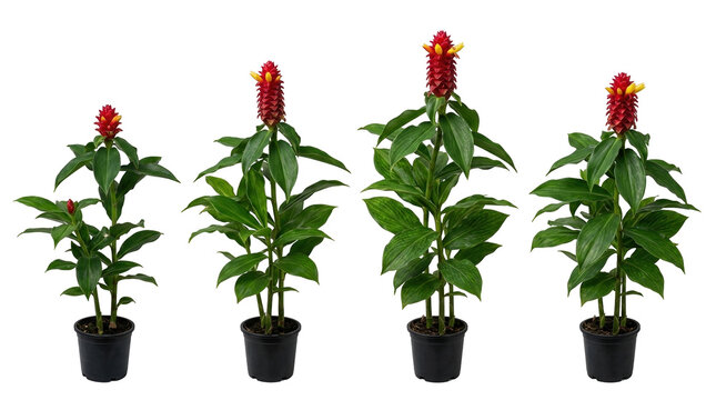 Costus woodsonii, red button ginger, scarlet spirit, dwarf cone ginger, tropical plant, potted houseplant, growth stages showing a sequence of four plants with red cones on black.
