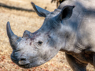 Fototapeta premium Close-up of white rhinoceros in Mosi-oa-Tunya National Park, Zambia