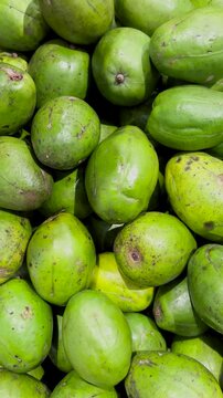 Fresh Ambarella (Kedondong) fruit neatly arranged. Harvesting Ambarella fruit. This fruit is often used in fruit salad.
