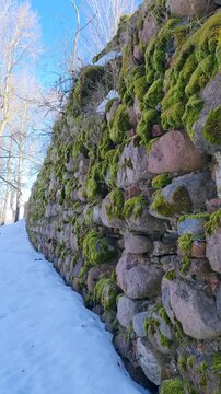 Lettland, Latgale, Mākoņkalns im Fr&uuml;hling &ndash; bemooste Steine, gr&uuml;nes Moos, ein sonniger Tag, die Ruinen der Burg Mākoņkalns, eine alte Steinmauer, Schnee, B&auml;ume, Schatten.