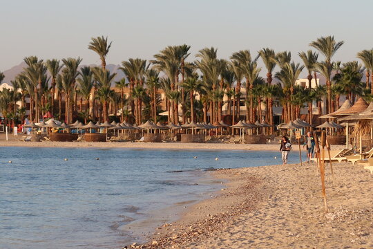 Palm trees along a resort beach in Marsa Alam with calm Red Sea waters.