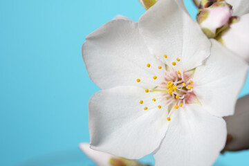 White Blossom Close-Up with Copy Space on Blue Background
