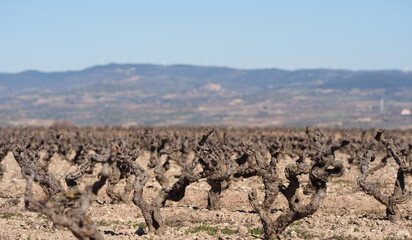 Naklejka premium Gnarled Vineyard Vines in Dry Field with Blurred Hills and Blue Sky