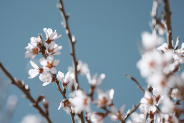 Naklejka premium Almond blossom branch with copy space on clear blue sky