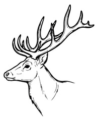 Naklejka premium Hand drawn line art illustration of a stag head depicting its profile for wildlife design