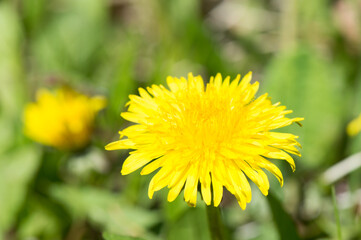 Naklejka premium Dandelions in the grass, yellow flower head with numerous small florets, Taraxacum officinale, in springtime