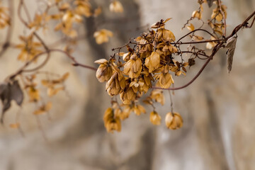 Grona suchych szyszek chmielu dzikiego (Humulus lupulus) zwisają z cienkich, ciemnych gałęzi. Szyszki są brązowożółte, co podkreśla ich papierową fakturę. Tło wydaje się być rozmytym krajobrazem  © Grzegorz