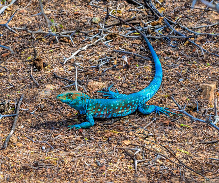 A view of a male Aruban whiptail lizard on the Atlantic coast of Aruba on a bright sunny day