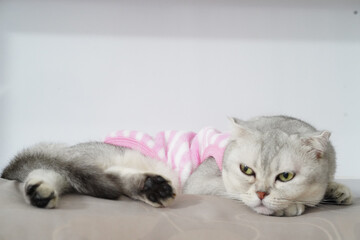 Scottish Fold cat gray fur lying on sofa wearing pink striped sweater relaxed and calm indoor pet adorable feline soft lighting cozy home atmosphere