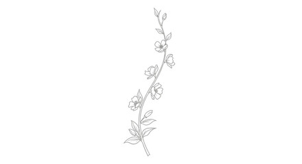Minimalist delicate floral branch line drawing on white