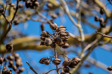 Paulownia tomentosa seeds late winter, also called empress tree or foxglove tree, fast growing and large leaf, paulowniaceae © Reflexpixel