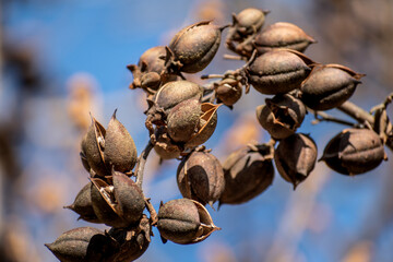 Paulownia tomentosa seeds late winter, also called empress tree or foxglove tree, fast growing and large leaf, paulowniaceae