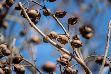 Paulownia tomentosa seeds late winter, also called empress tree or foxglove tree, fast growing and large leaf, paulowniaceae © Reflexpixel