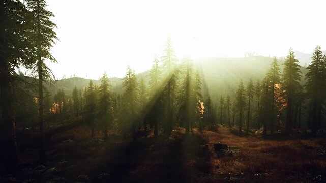 sun rays cutting through misty grove golden backlight silhouettes tall firs and distant ridge warm glow filters across underbrush cinematic depth and mysterious
