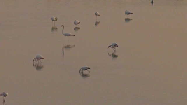 Pink flamingos in the lake neat to Burgas, Bulgaria at golden hour