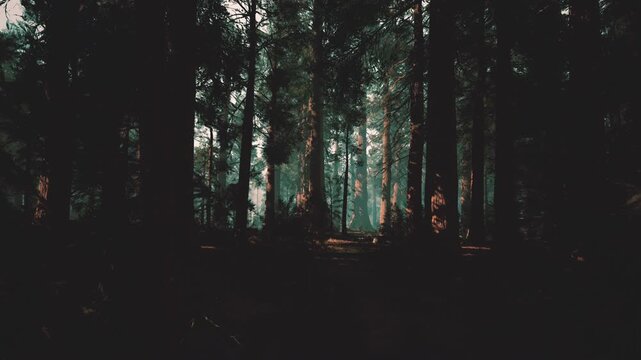 moody dark forest with towering birch trees, sunlight beams piercing canopy, soft mist settling, carpet of moss and fallen leaves, ranger patrolling narrow