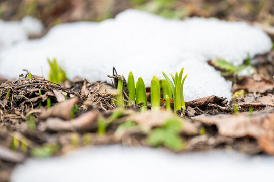 A macro, shallow depth-of-field photograph showing the first green shoots of spring bulbs pushing through damp forest soil and patches of melting winter snow. The image captures the transition between
