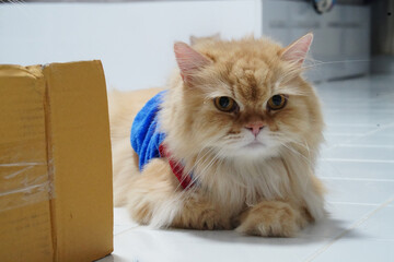 Fluffy cat long hair orange fur blue vest red accent lying white floor indoor curious relaxed cardboard box pet feline domestic animal cute expression looking forward whiskers soft fur playful