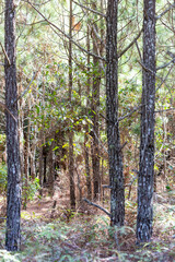 Obraz premium A sunlit autumn footpath winds through a vibrant woodland landscape of birch and pine trees where fallen leaves cover the forest floor