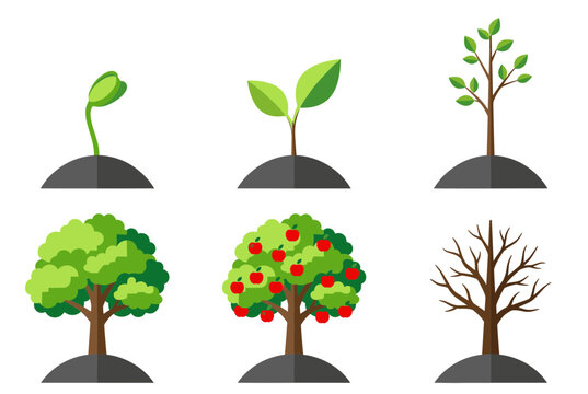 Stages of apple tree growth from seed to seedling sapling mature tree with red fruit and dormant winter tree for life cycle and nature education