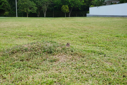 Coruja no Buraco Toca Avez Animais