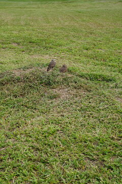 Coruja no Buraco Toca Avez Animais