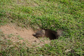 Obraz premium Coruja no Buraco Toca Avez Animais