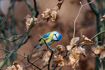 blue tit on branch © Duvekot Fotografie