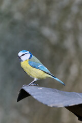 Obraz premium blue tit in the garden