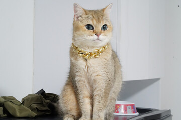 Golden brown cat blue eyes gold chain sitting indoors white wall pink food bowl alert expression short fur domestic pet luxury style relaxed mood