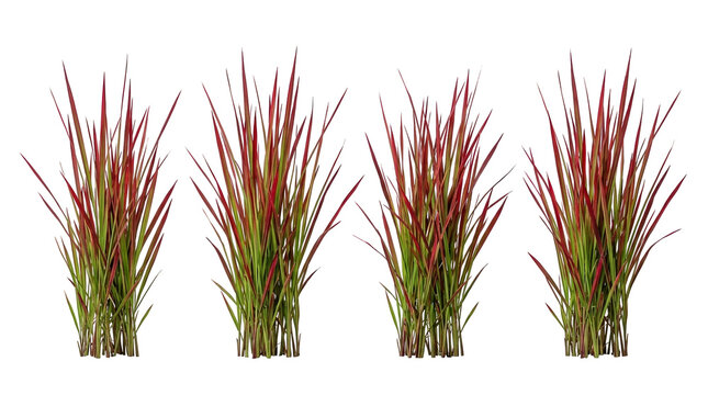 Japanese blood grass, Imperata cylindrica, Red Baron, ornamental grass, red tipped grass, isolated, black background featuring four vibrant foliage clumps for landscape design.