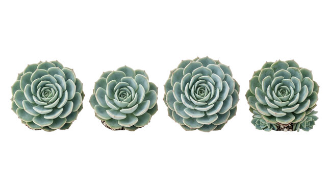 succulent, echeveria, plant, green, nature, isolated, black background of four beautiful rosette-shaped desert plants in a row, perfect for minimalist botanical home decor.