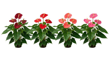 Naklejka premium anthurium, flamingo flower, tropical plant, red, pink, houseplant, isolated set of four tailflower varieties showing a color gradient on black background for botanical decor.