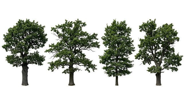 oak tree, isolated, green leaves, deciduous, nature, tree collection, vegetation set of four realistic oaks for landscape design and archviz projects on black background.