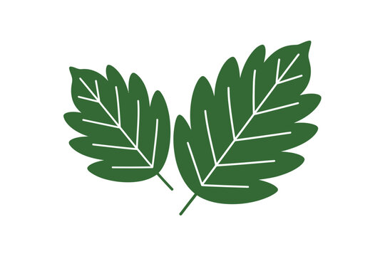 A minimalist vector graphic illustration of two green leaves with white veins on a transparent background