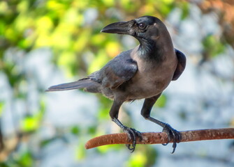 Fototapeta premium House crow bird, Corvus splendens