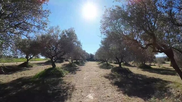 Aerial FPV view of olive trees standing majestically in rows, their leaves casting long shadows on the dry ground below, Fontclara, Catalunya, Spain.