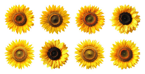 PNG Vibrant sunflowers arranged beautifully on transparent background