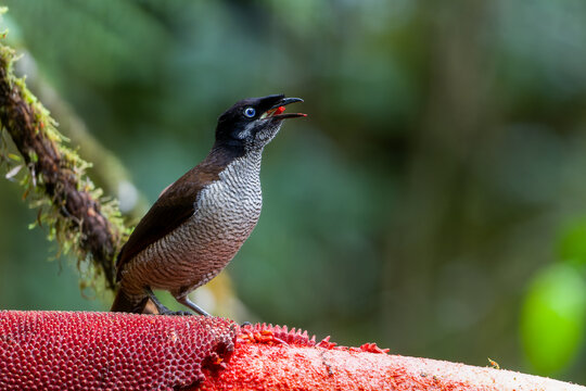 Western Parotia Sub adult male