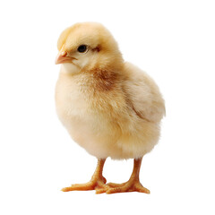 Fototapeta premium Baby yellow chick on white background