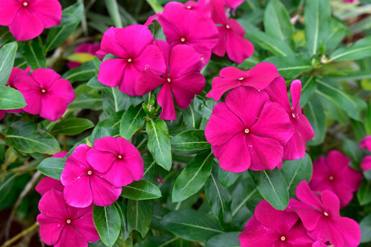Madagascar periwinkle or rose periwinkle (Catharanthus roseus), Brasilia, Brazil