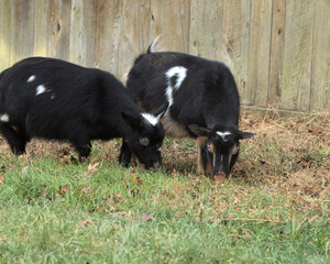 Naklejka premium Two black, white, and tan colored Nigerian Dwarf Goats eating grass in front of a barn. The goats are small and the barn is weathered. The goats have their heads down in the grass. 