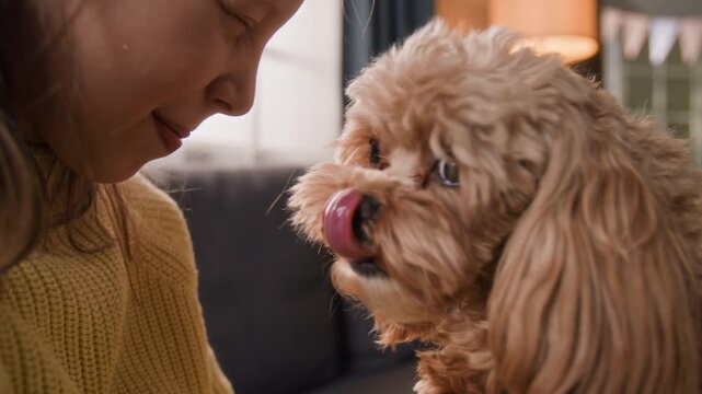 Close-up view of adorable moodle dog of brown colour licking face of positive Caucasian gen alpha girl at home