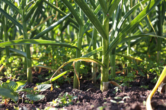 Rows of leeks growing in summer garden ready to be harvested. Mature leek plants in raised garden bed in community garden. Known as scallion, green onion or  Allium porrum. Selective focus.