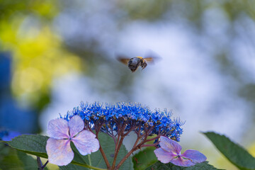 日本の梅雨時期に咲く青いガクアジサイと飛翔するクマバチの瞬間