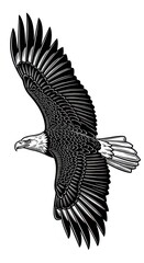 Obraz premium Majestic raptor bird with widespread wings soars against a white background in detailed illustration