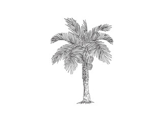 Obraz premium Palm Oil tree, line hand drawing Vector illustration