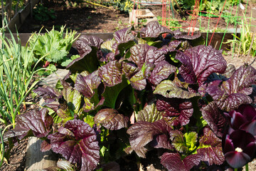 Naklejka premium Overgrown mustard plant in garden with defocused foliage. Many purple mustard leaves growing in community garden on a sunny day. Giant Red mustard or Brassica juncea. Selective focus.