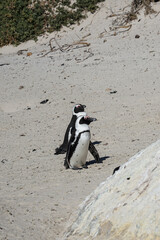 Fototapeta premium South Africa,Cape Town,Boulders Beach,Two African penguins standing on a sandy beach near rocks and vegetation